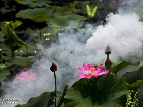 雾里看花的图片,雾里看花的诗意画卷