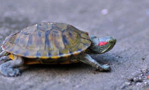 小乌龟生活照,小乌龟的悠闲生活剪影